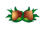 Asma Fındık Samsun